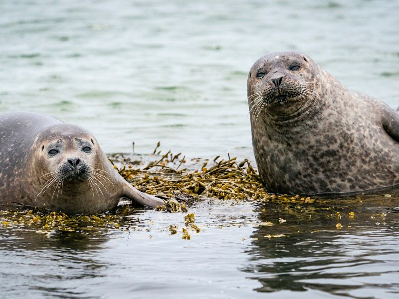 Ein faszinierender Einblick in die Tierbeobachtungen an der Nordsee