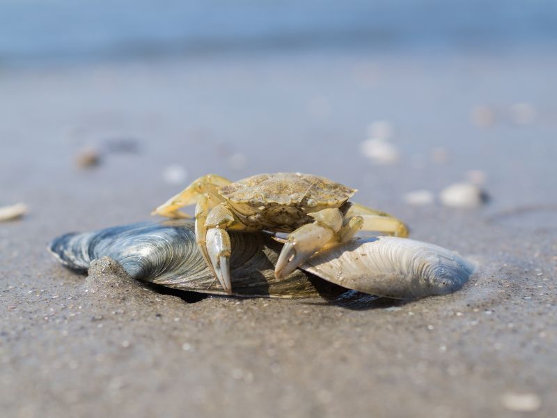Ein faszinierender Einblick in die Tierbeobachtungen an der Nordsee