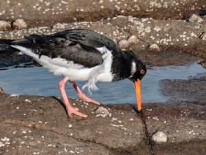 Ein faszinierender Einblick in die Tierbeobachtungen an der Nordsee