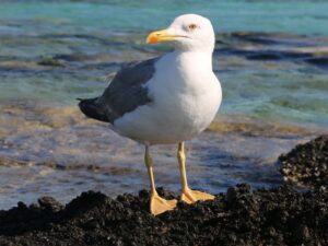 Ein faszinierender Einblick in die Tierbeobachtungen an der Nordsee