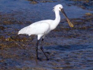 Ein faszinierender Einblick in die Tierbeobachtungen an der Nordsee