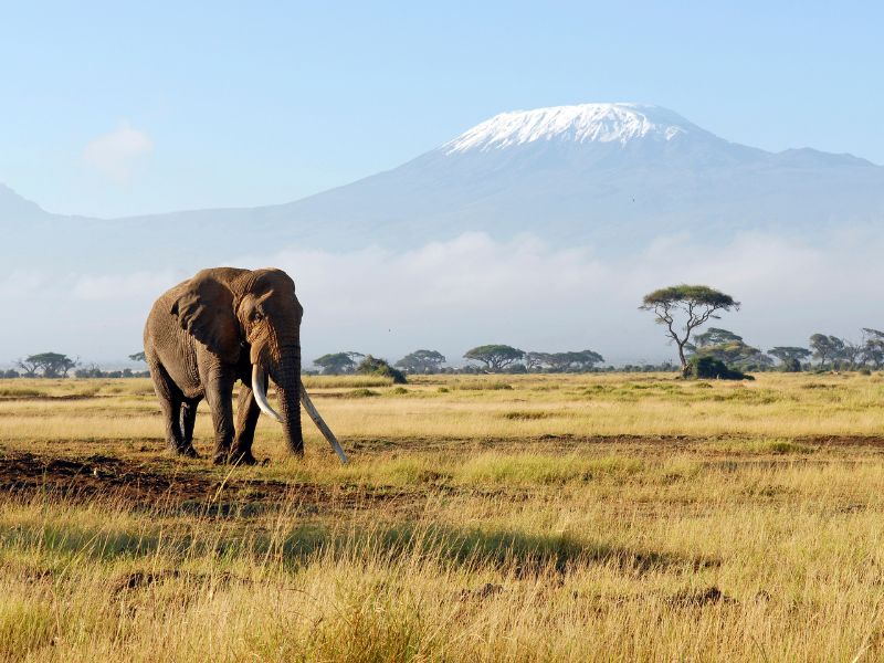 Familienurlaub in Afrika: unvergessliche Abenteuer