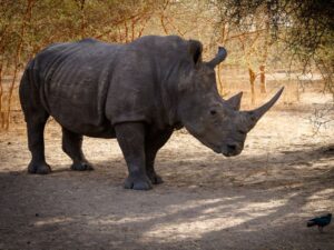 Familienurlaub in Afrika: unvergessliche Abenteuer